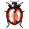 Ladybird