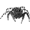 Springspinne niedliche Spinne Phidippus Arachnide