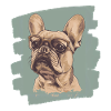 Bouledogue français Frenchie