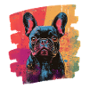 Bouledogue français Frenchie