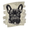 Bouledogue français Frenchie
