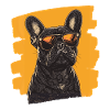 Bouledogue français Frenchie