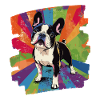 Bouledogue français Frenchie