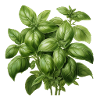 Basil