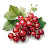 Red currants