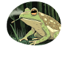 Pot-smoking frog croaks: Cannabis, Weed, Fun