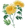 Chrysanthèmes luxuriants et charmants