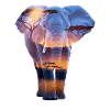 Elephant African Sunset Savannah
