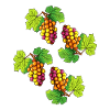 Grapes Fruit