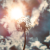 Pusteblume im Licht – Träume auf Reisen