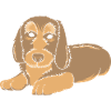 Dachshund wire-haired dachshund