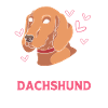 Dachshund wire-haired dachshund