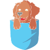Boykin Spaniel