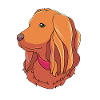 Boykin Spaniel