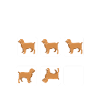 Boykin Spaniel