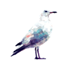 Polygon Seagull - Maritime