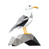 Seagull on Rocks - Maritime