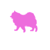 Samoyed Dog Samoyed