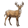 Deer Animal