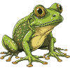 Frog Animal