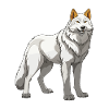 Wolf Animal