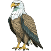 Eagle Animal