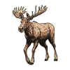 Moose Animal