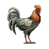 Rooster Animal