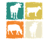 Cow Highland Cattle Cows