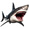Shark Attack