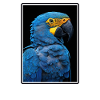 Parrot Parrot Parrot