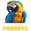 Parrot Parrot Parrot