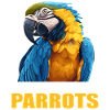 Parrot Parrot Parrot