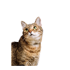 Jesus Cat