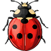 Marienkäfer