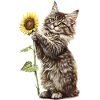 Maine Coon