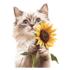Ragdoll