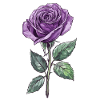 Purple Rose Lila Rose