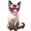 Siamese