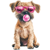 Border Terrier