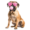 Bullmastiff