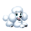 caniche lover