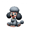 Poodle Lover 3