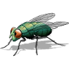 Mouche