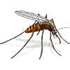 mosquito