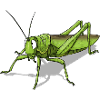 sauterelle