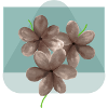 floral flower bloom