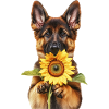 Deutscher Schäferhund