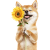 Shiba Inu