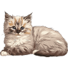 Sweet Ragdoll Kitten Fluffy Cats